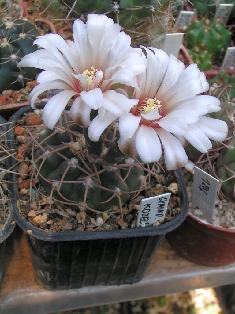 Gymnocalycium kozelskyanum